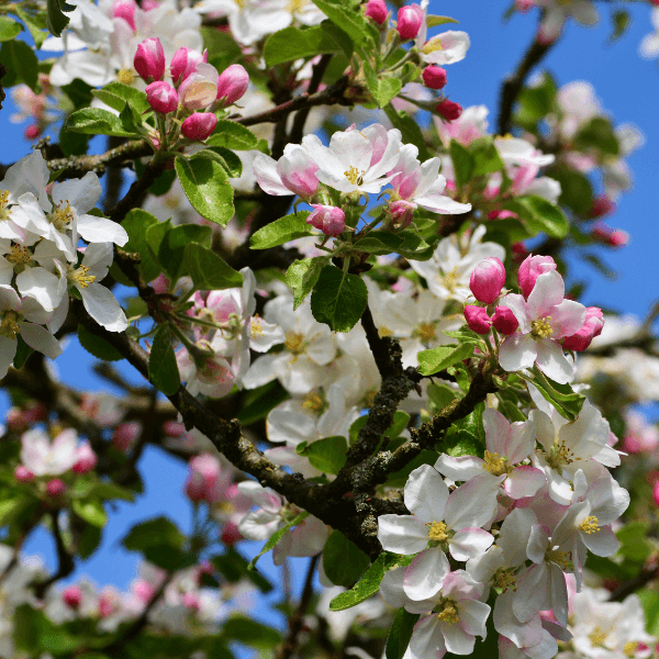 balicek_(600 x 600 px) (2).png