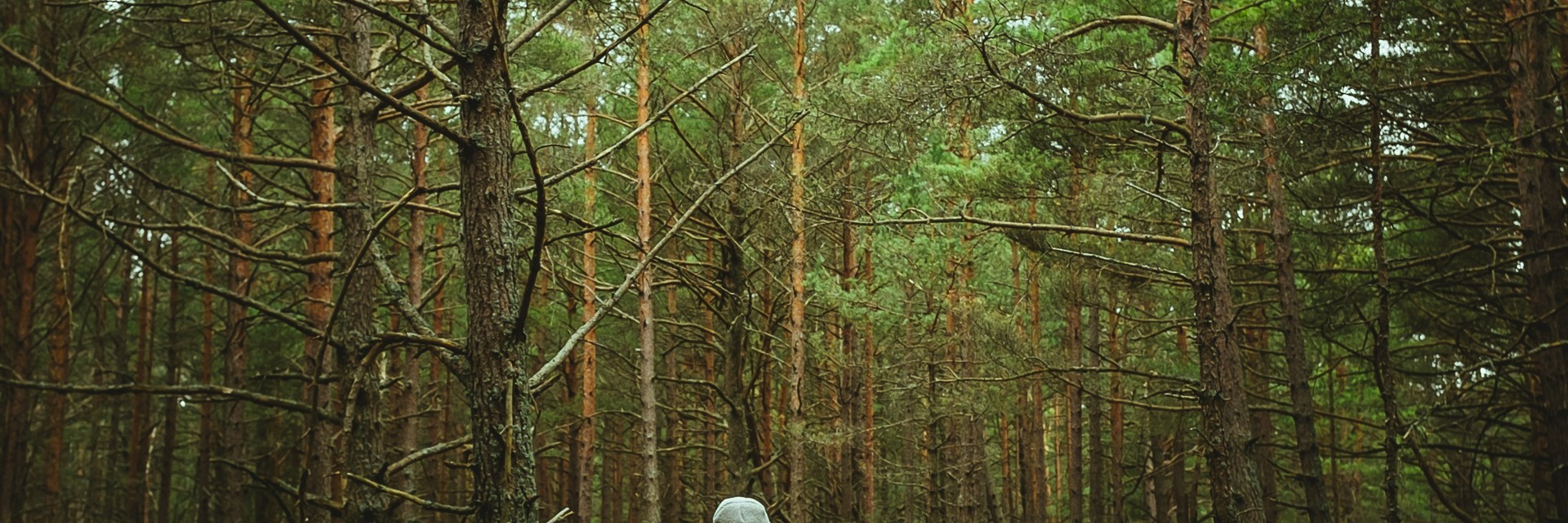 a href=httpswww.freepik.comfree-photovertical-shot-woman-walking-through-forest_14376540.htm#query=Forest%20eco-trail%20%C5%A0vagrov&position=0&from_view=search&track=aisImage b.jpg